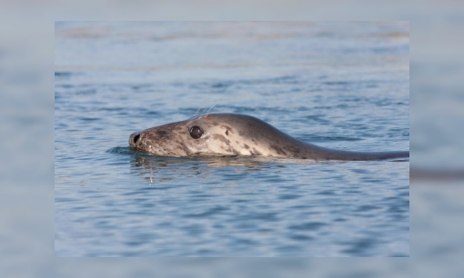 Plaatje De grijze zeehond