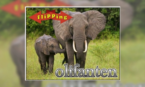 Plaatje Flipping - Olifanten