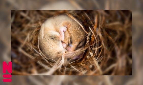 Plaatje Dieren in winterslaap