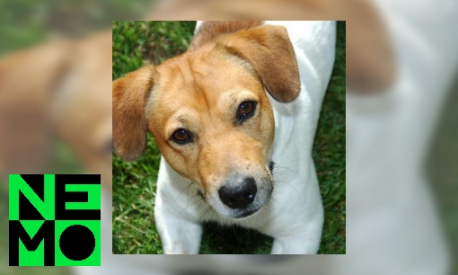 Plaatje Is het brein van een hond anders dan dat van een mens?