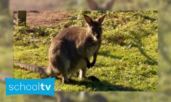 Plaatje Hoe springt een kangoeroe?