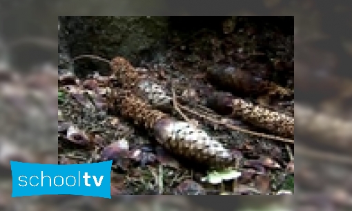 Plaatje Hoe vind je bewijs van wilde dieren in het bos?