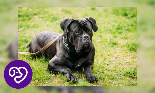 Plaatje Cane Corso