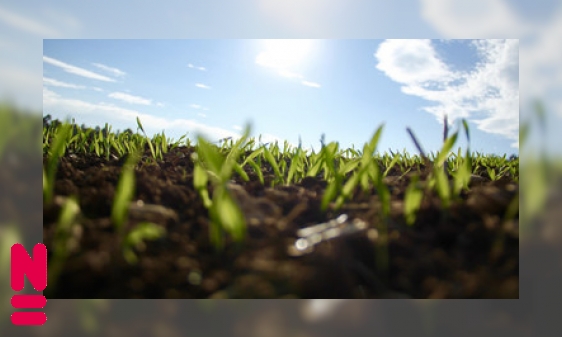 Plaatje Zichzelf kopiëren, planten kunnen het!