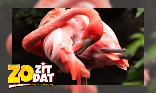 Plaatje Waarom staat een flamingo vaak op één poot?