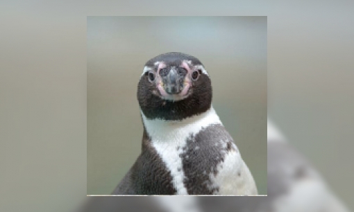 Plaatje Humboldt pinguïn