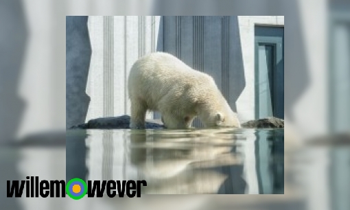 Plaatje Wat zijn de gevolgen van klimaatverandering?