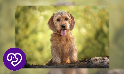 Plaatje Basset Fauve de Bretagne
