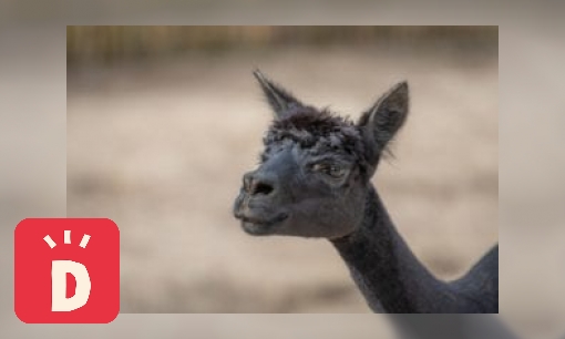 Plaatje Alpaca