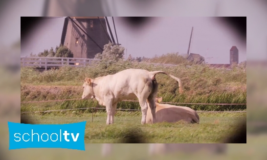 Plaatje Waar komt schadelijke stikstof vandaan?