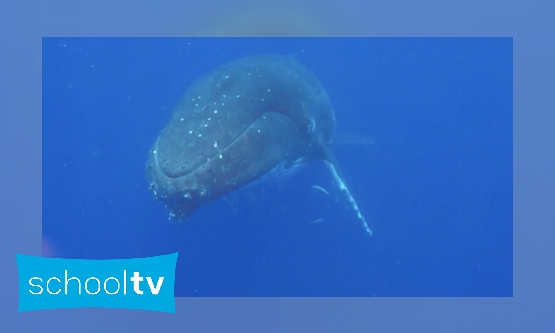 Je kan aan zijn oorsmeer zien hoe oud een walvis is - Is het snugger of kletspraat?
