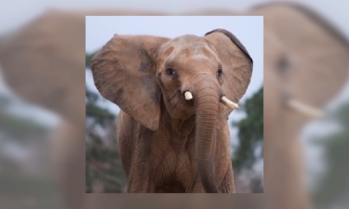 Plaatje Afrikaanse olifant