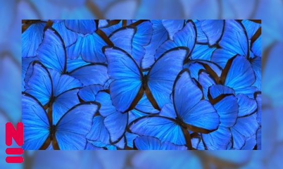 Plaatje De schitterende blauwe morphovlinder