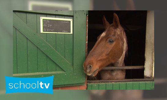 Plaatje Wat is een paardenrusthuis?