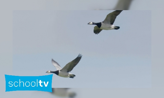 Hoe weten trekvogels dat ze moeten vertrekken?