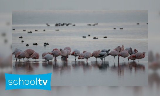 Plaatje Flamingo