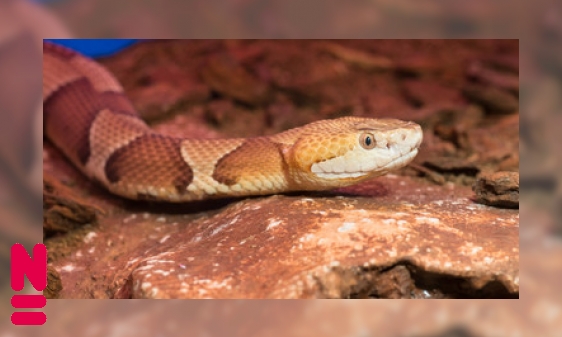 Plaatje De koperkop: een adder met een groot talent