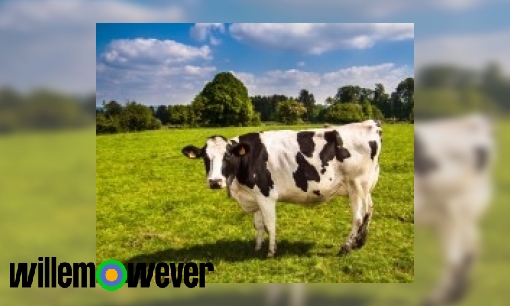 Plaatje Smaakt melk van alle koeien hetzelfde?