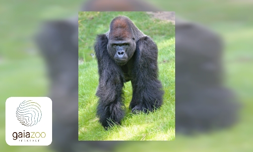 Plaatje Westelijke laagland gorilla