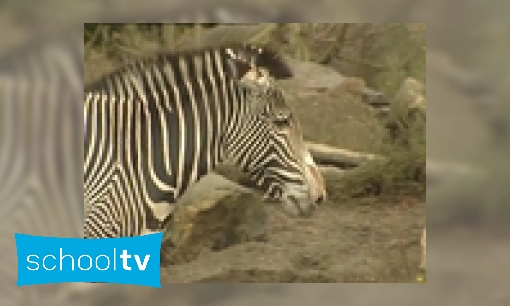 Plaatje Waarom heeft een zebra strepen?