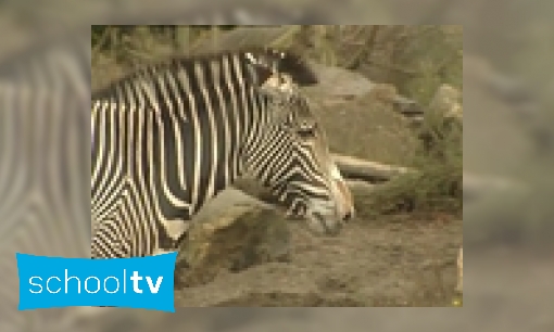 Waarom heeft een zebra strepen?