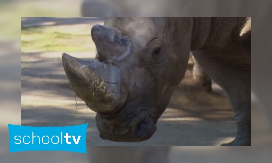 Plaatje De zintuigen van een neushoorn