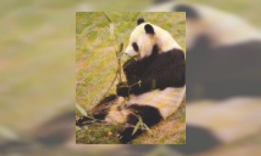 Plaatje Reuzenpanda