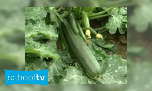 Plaatje Hoe groeit courgette?