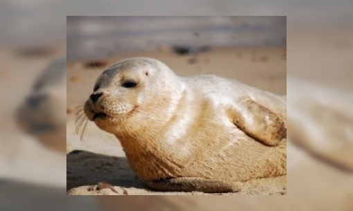 Plaatje Hoe vangen ze een zeehond op?