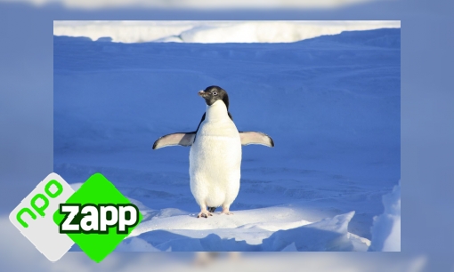Plaatje Waku Waku weetjes over de pinguïn