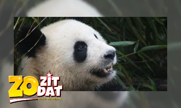 Waarom is het jong van een reuzenpanda zo klein?