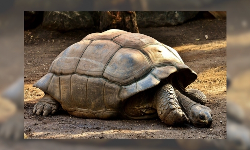 Plaatje De Galapagosreuzenschildpad