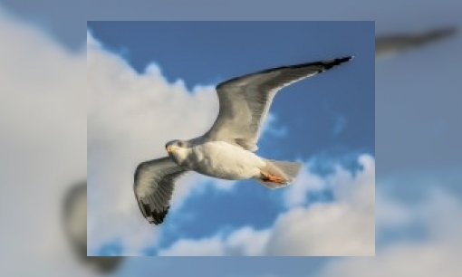 Plaatje Waar blijven de vogels als het heel hard stormt?