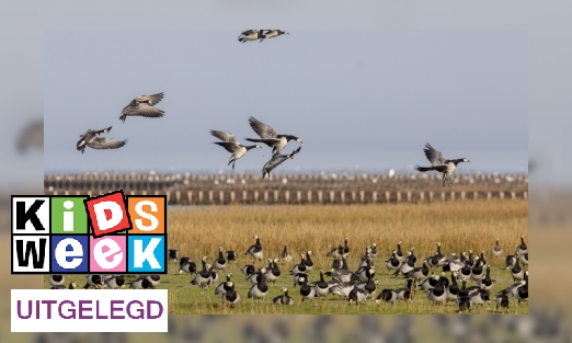 Plaatje Vogels vluchten voor vuurwerk
