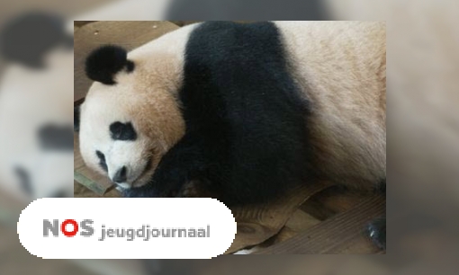 Hoe verhuis je een reuzenpanda?