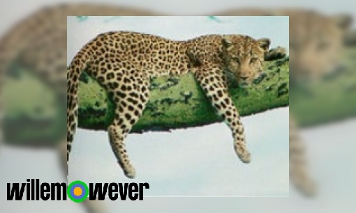 Plaatje Waarom wordt een luipaard ook wel panter genoemd?