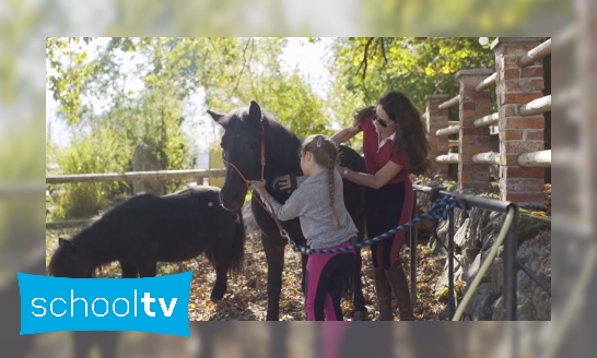 Paarden moet je goed borstelen