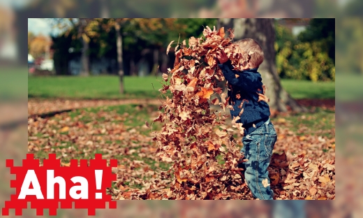 Plaatje Waarom krijgen bladeren in de herfst een andere kleur?