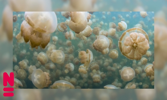 Zonnende kwallen in een eiland van water