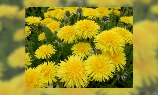 Plaatje Paardenbloemen