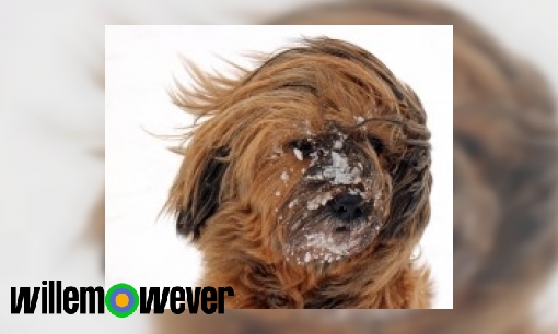 Plaatje Hoe kan een hond mensen redden in de sneeuw?