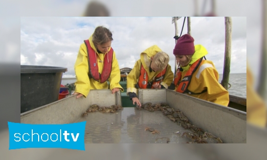 Plaatje Hoe weten we welke vissen er in de Waddenzee leven?