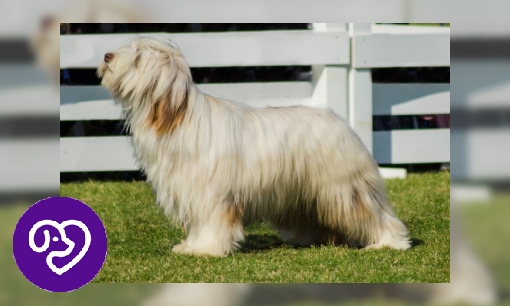 Plaatje Briard