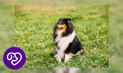 Plaatje Collie