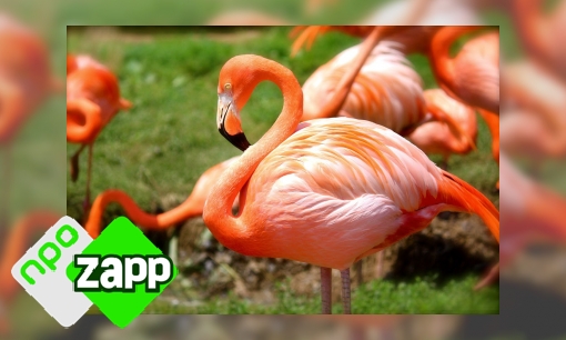 Plaatje Waku Waku weetjes over de flamingo