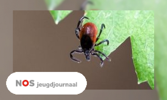 Plaatje Kindvraag: Waarom kan je ziek worden als een teek je bijt?