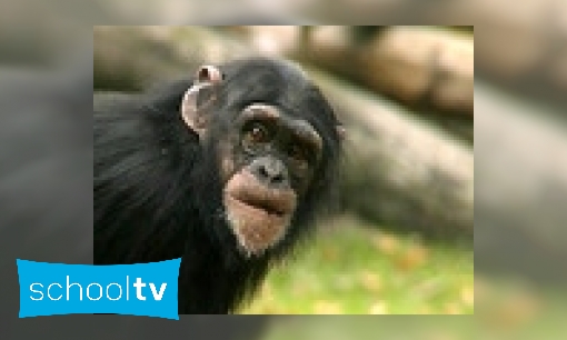 Plaatje De chimpansee