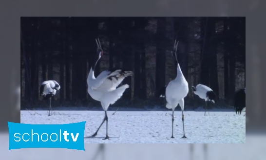 Plaatje De Japanse kraanvogel