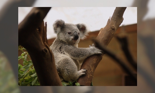 Koala