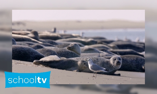 Zeehonden in Nederland